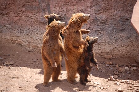 Show animal family