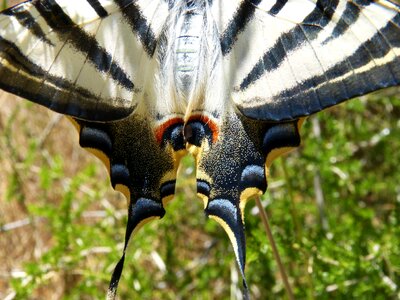 Butterfly queen machaon beauty
