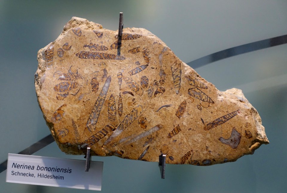 Nerinea bononiensis - Museum fur Naturkunde, Berlin - DSC00033