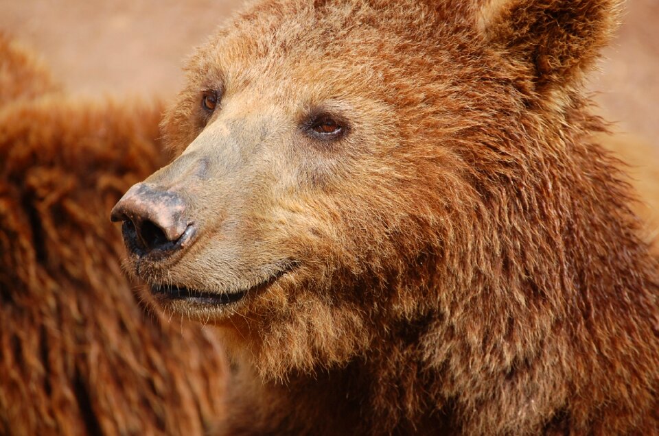 Brown bear show animal