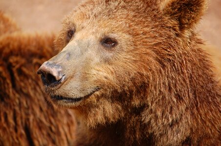 Brown bear show animal