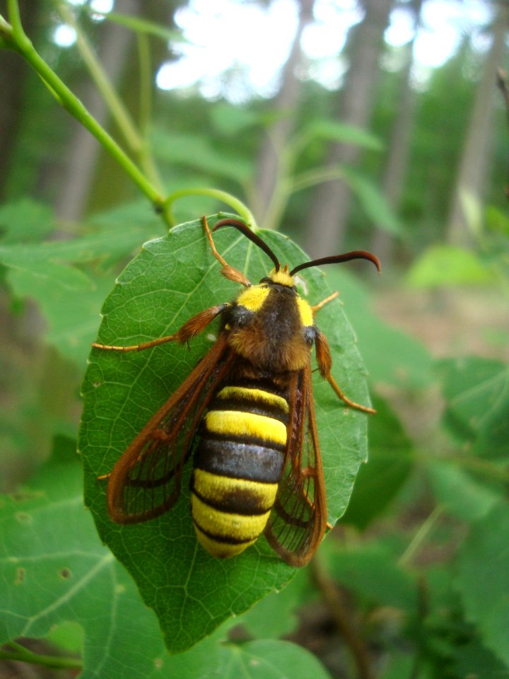 Nesytka sršňová Podkomorské lesy