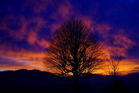 Branches tribe solitary tree