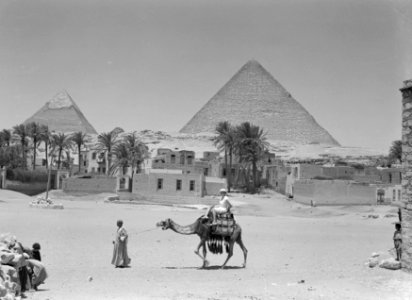 Nell Langlais, de vrouw van Van de Poll op een dromedaris. Piramides van Gizeh o, Bestanddeelnr 191-0117 photo