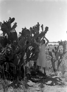 Nell Langlias, de vrouw van Van de Poll, bij een reuzecactus, Bestanddeelnr 191-0071