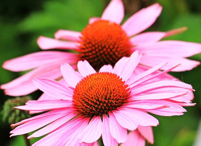 Flower flowers summer
