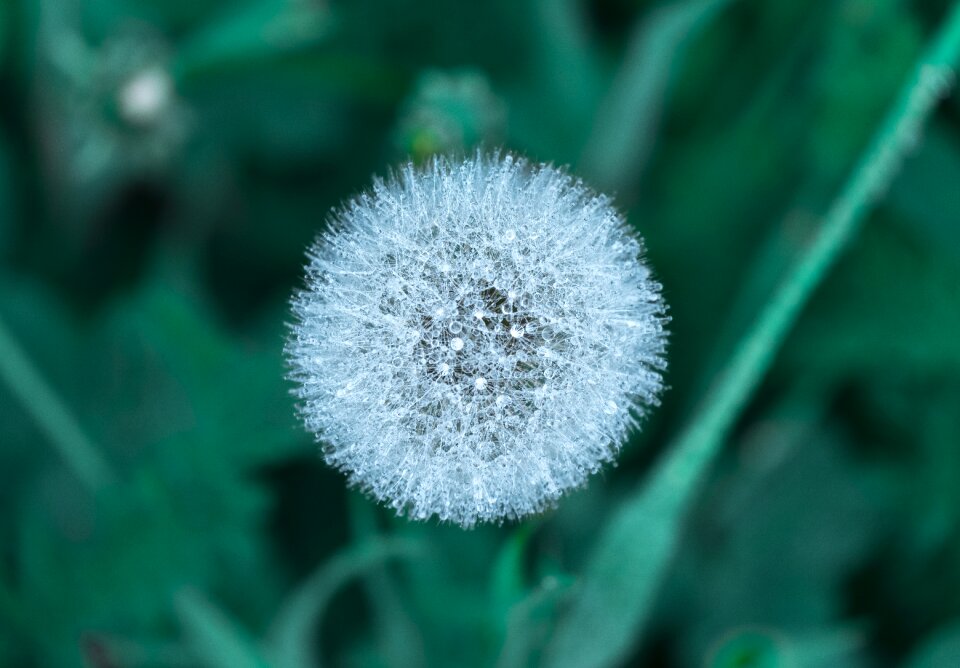 Flora flower garden