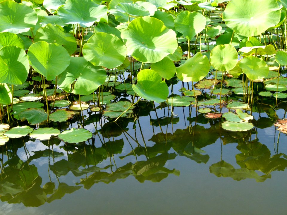 Nelumbo nucifera 2