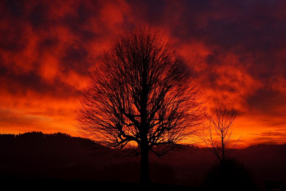 Branches tribe solitary tree
