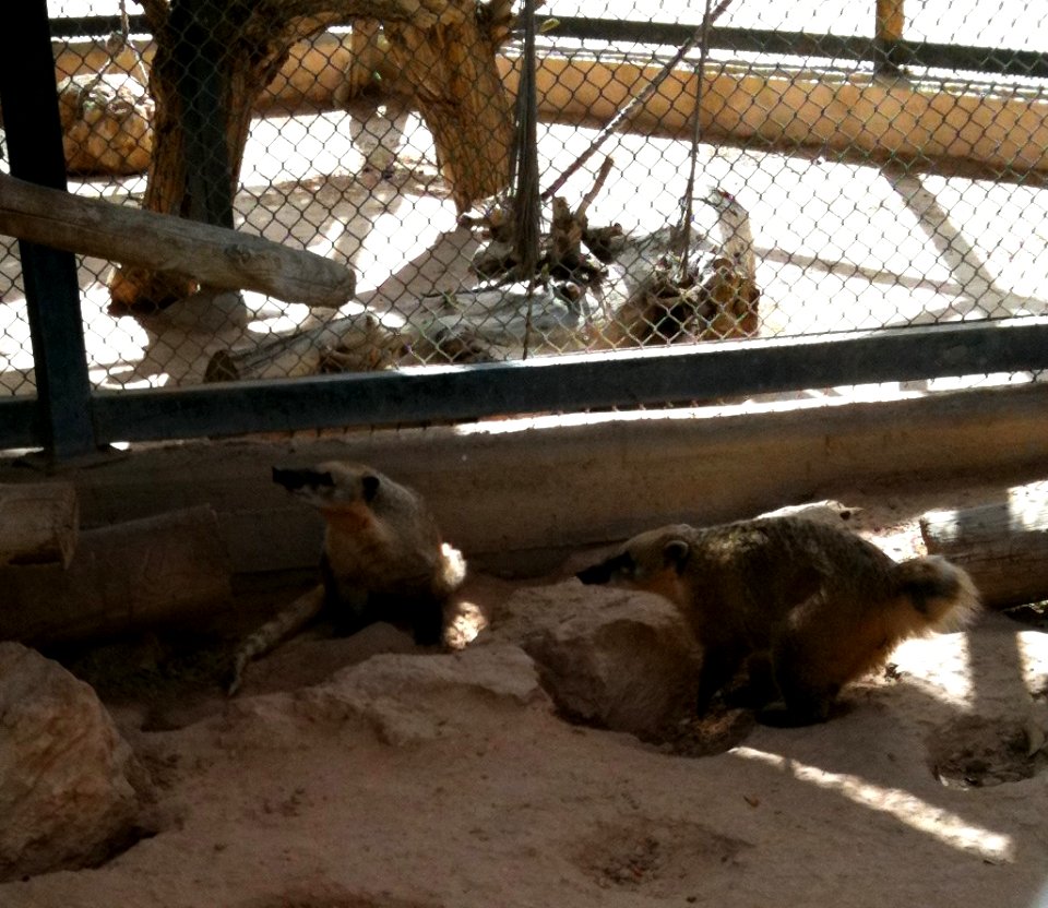 Negev Zoo Beersheva Israel IMG 0584a
