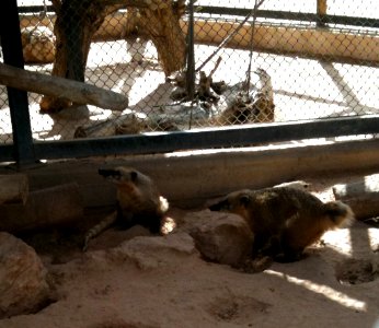 Negev Zoo Beersheva Israel IMG 0584a