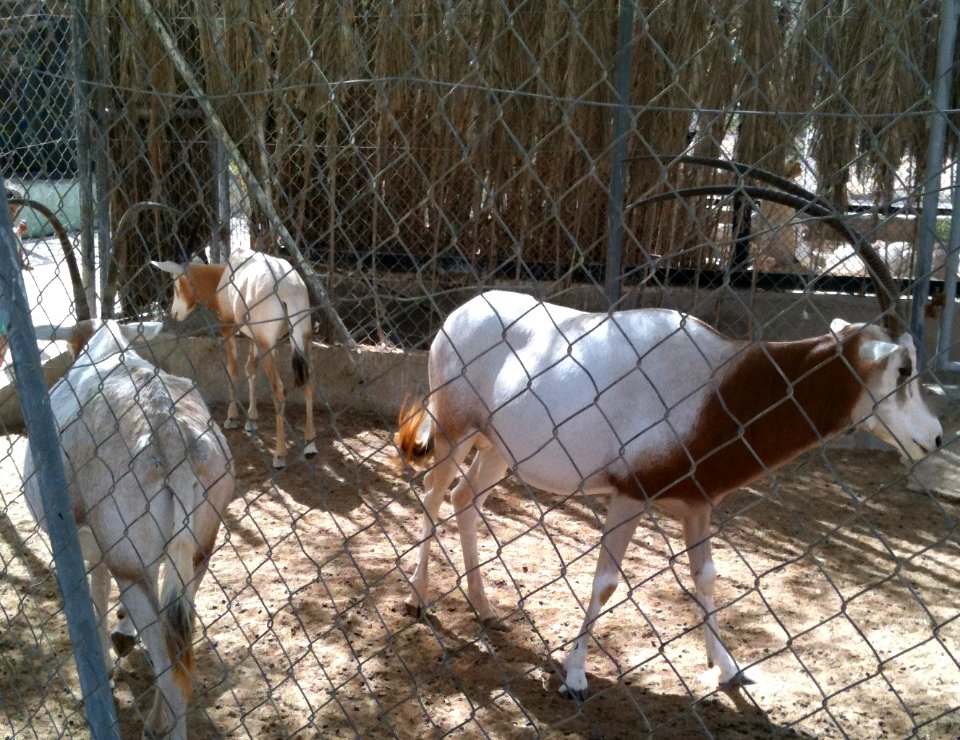 Negev Zoo Beersheva Israel IMG 0591a
