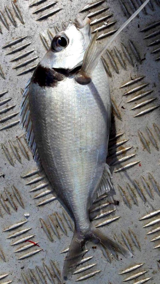 Nemadactylus macropterus 7395510