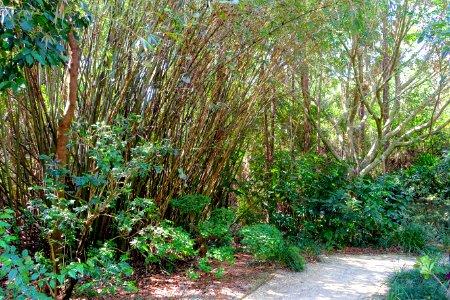 Nelson Family Memorial Garden - Morikami Museum and Japanese Gardens - Palm Beach County, Florida - DSC03448