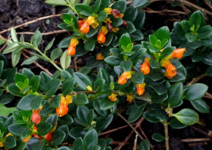Nematanthus gregarius - Kew Gardens