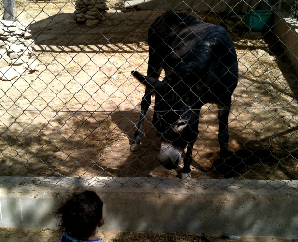 Negev Zoo Beersheva Israel IMG 0590a