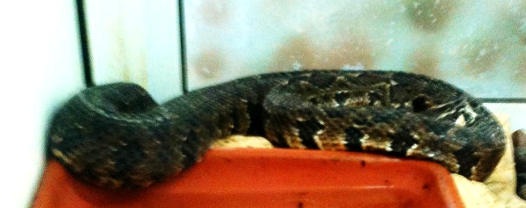 Negev Zoo reptiles IMG 1088