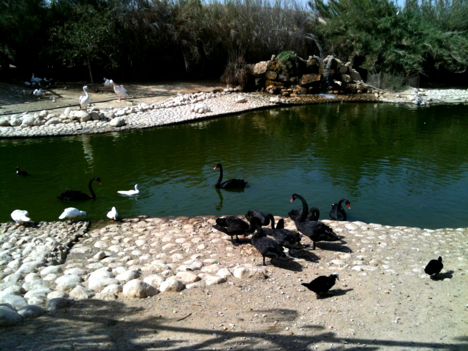 Negev Zoo Beersheva Israel IMG 0681