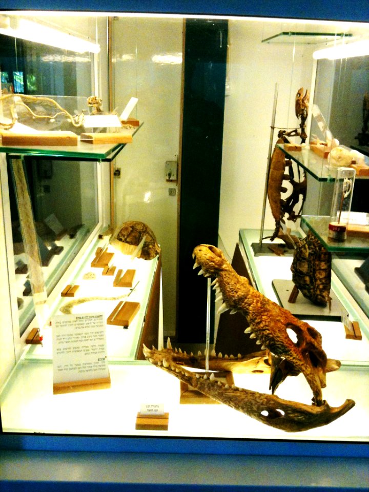 Negev Zoo bones IMG 1089