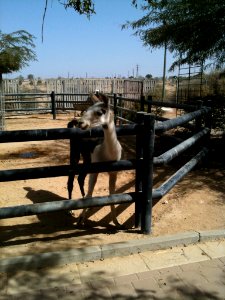 Negev Zoo Beersheva Israel IMG 0597
