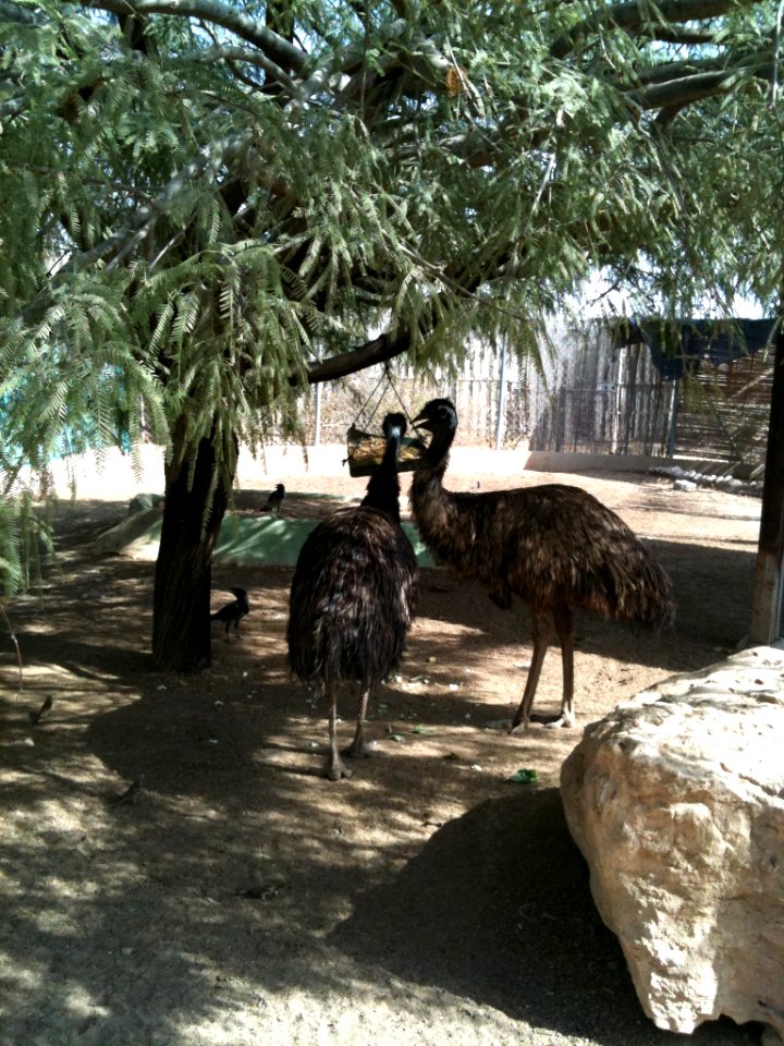 Negev Zoo Beersheva Israel IMG 0646