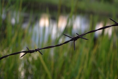 Barbed wire fence green grass photo