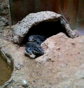 Negev Zoo reptile IMG 0976