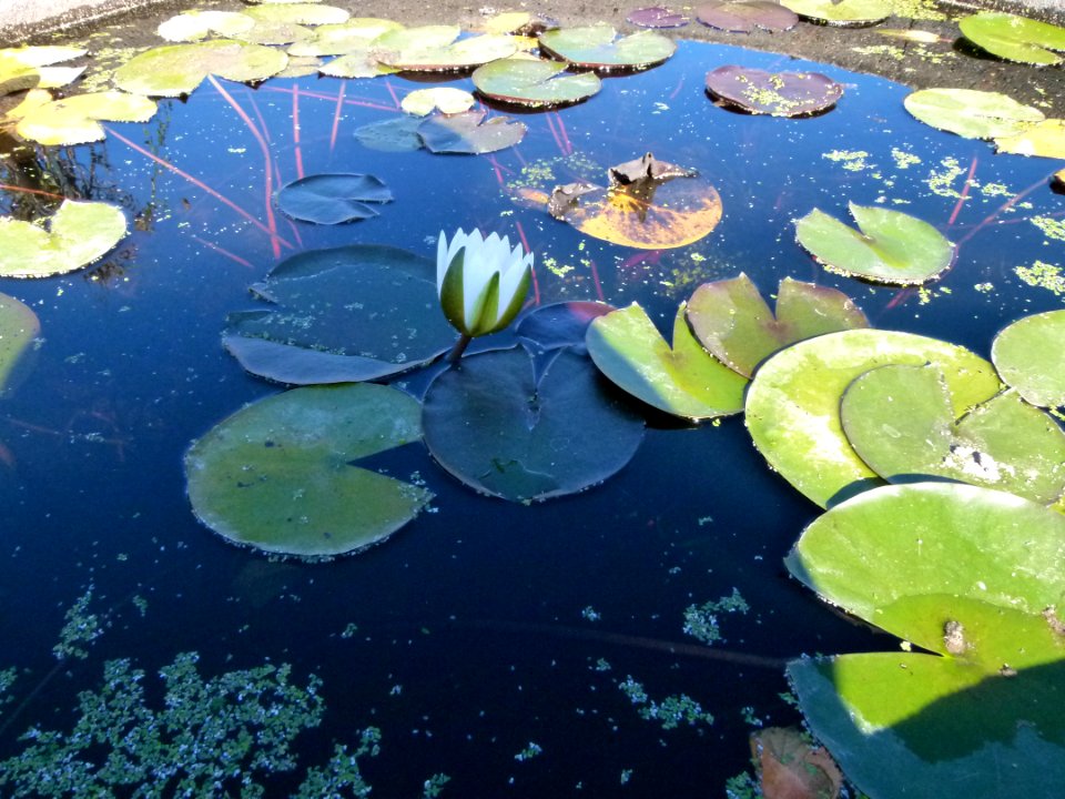 Nenufars - jardin du Château du Moulin