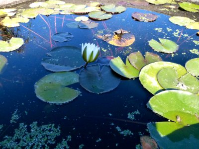 Nenufars - jardin du Château du Moulin
