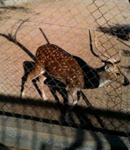 Negev Zoo IMG 0076