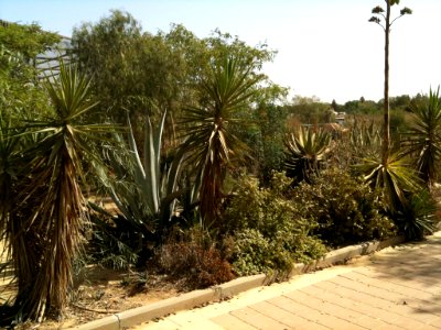 Negev Zoo Beersheva Israel IMG 0676