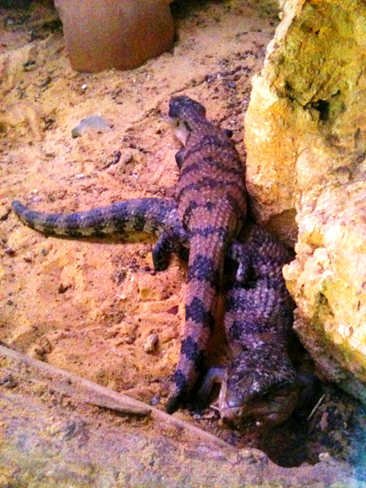 Negev Zoo reptiles IMG 1084