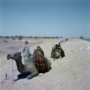 Negevwoestijn. Bedoeienen met hun kamelendromedarissen aan de kant van een weg , Bestanddeelnr 255-9318 photo