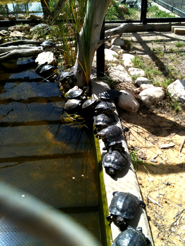Negev Zoo Water Turtle IMG 1072
