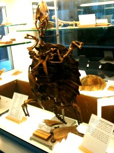 Negev Zoo bones IMG 1092