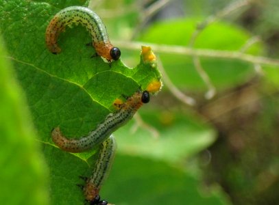 Nematus salicis (Willow sawfly) larvae on willow, Arnhem, the Netherlands