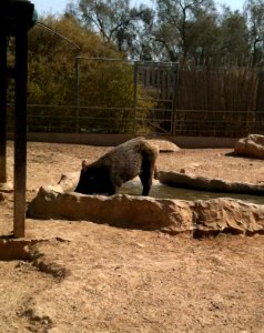 Negev Zoo Beersheva Israel IMG 0647a
