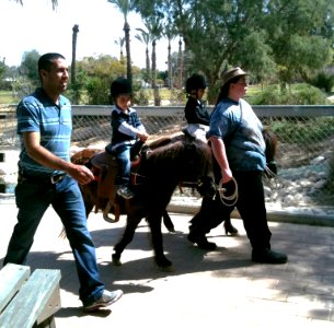 Negev Zoo pony ride IMG 1114