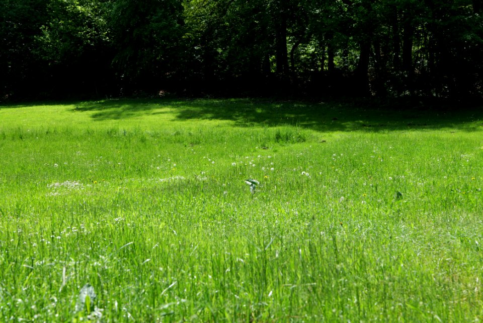 Netzowsee-Metzelthiner Feldmark 2021-05-29 13