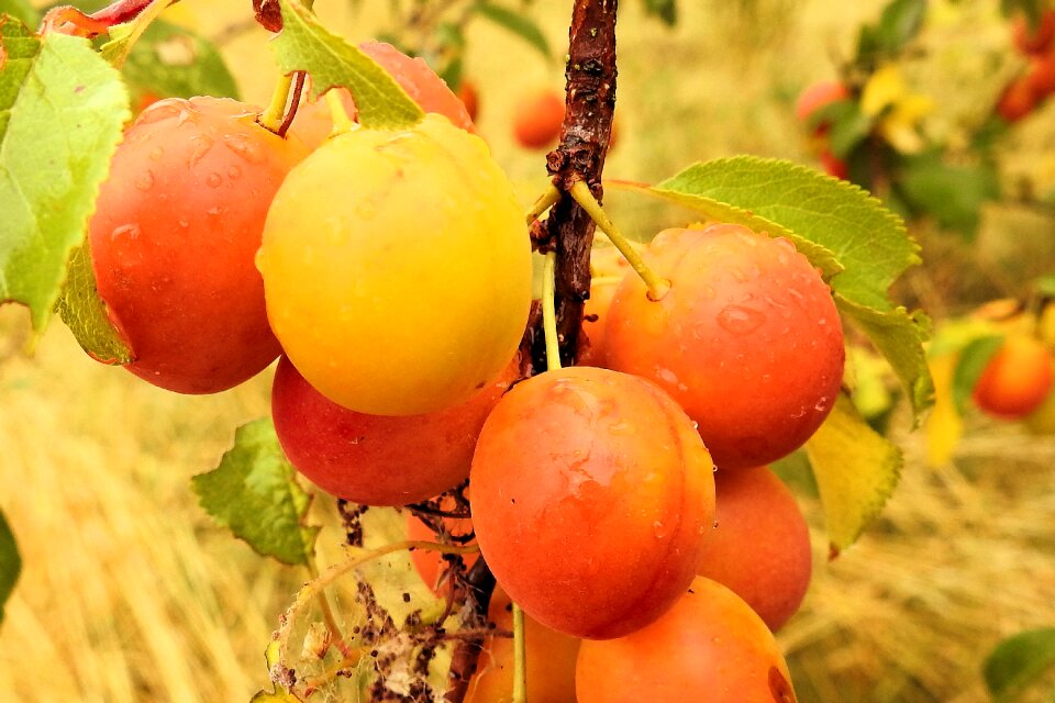 Branch orchard summer
