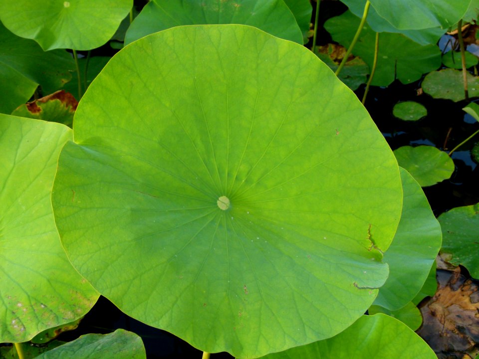 Nelumbo nucifera feuille