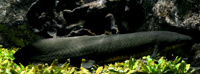 Neoceratodus forsteri Aquarium tropical du Palais de la Porte Dorée 10042016 1