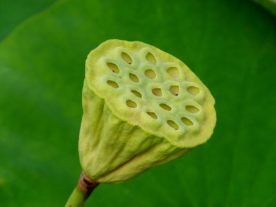 Nelumbo nucifera (fruit)