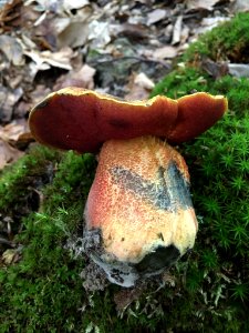 Neoboletus luridiformis 74695595
