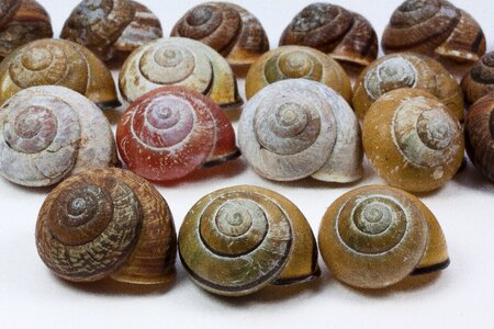 Reptiles molluscs snails