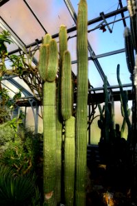Neobuxbaumia polylopha - Wilhelma Zoo - Stuttgart, Germany - DSC01739