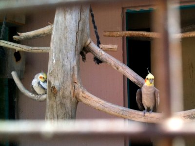 Negev Zoo Beersheva Israel IMG 0603a