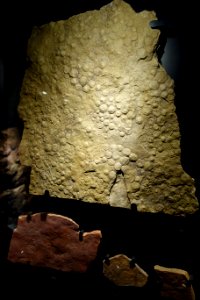 Nemiana simplex - National Museum of Nature and Science, Tokyo - DSC07691