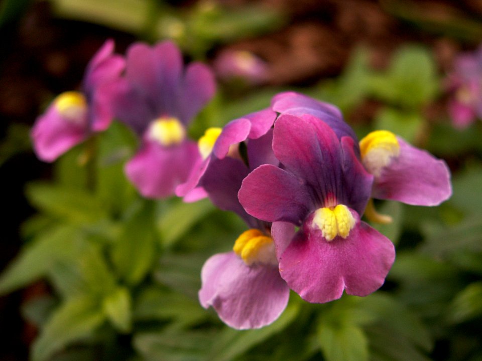 Nemesia Dazzle-Me-Lilac™, 2015-03-13, Phipps Conservatory, 01