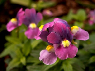 Nemesia Dazzle-Me-Lilac™, 2015-03-13, Phipps Conservatory, 01